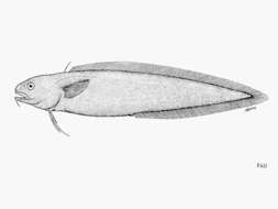 Imagem de Muraenolepis microps Lönnberg 1905