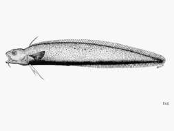 Imagem de Muraenolepis orangiensis Vaillant 1888