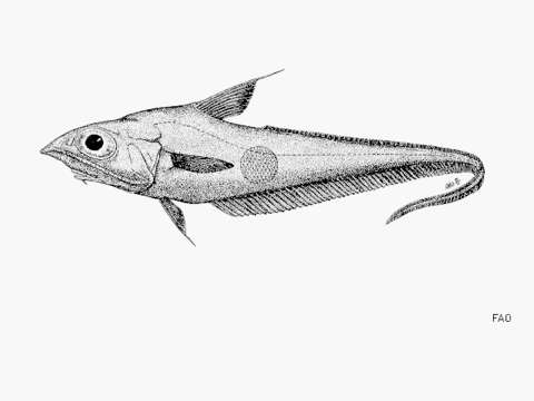 Imagem de Coelorinchus marinii Hubbs 1934