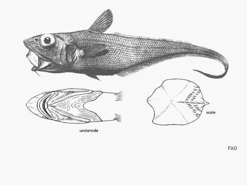 Imagem de Macrourus carinatus (Günther 1878)