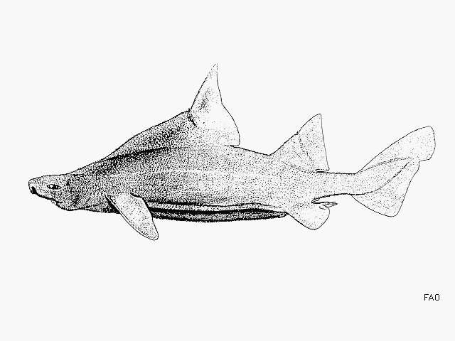 Image of Prickly Dogfish