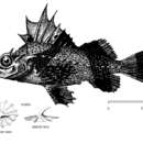 Image of Antarctic horsefish