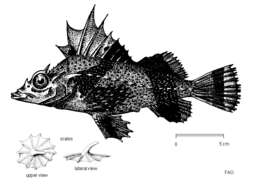 Imagem de Zanclorhynchus spinifer Günther 1880