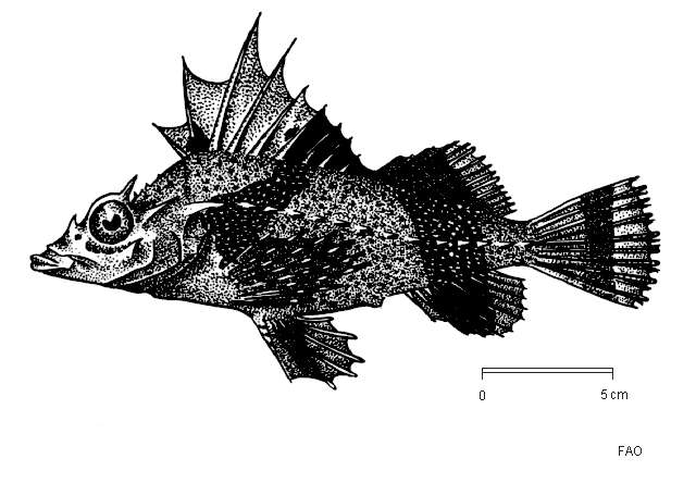 Imagem de Zanclorhynchus spinifer Günther 1880