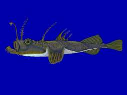 Image of Angler fish