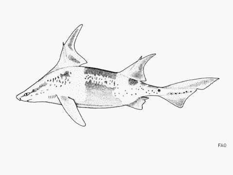 Image of Caribbean Roughshark