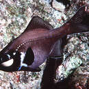 Image of eyelight fish
