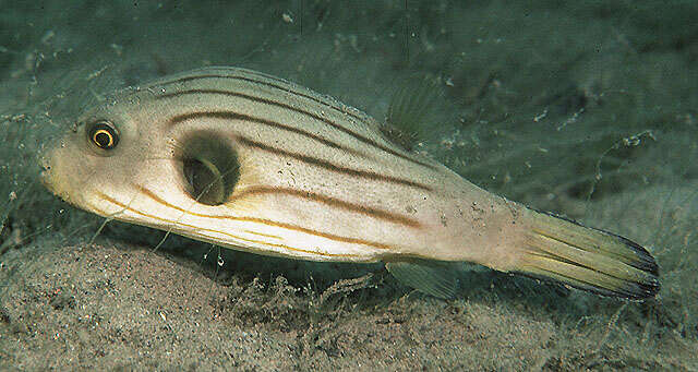 Image of Narrow-lined Puffer