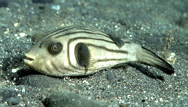 Image of Narrow-lined Puffer