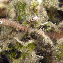 Image of Soft-coral pipefish