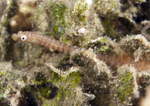 Image de Siokunichthys breviceps Smith 1963