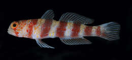 Image of Gorgeous prawn goby