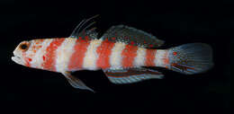 Image of Gorgeous prawn goby