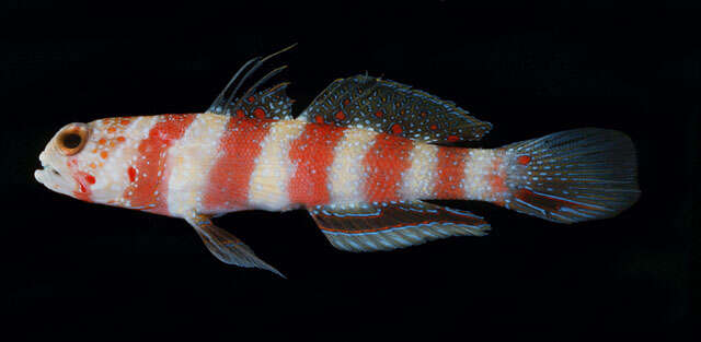 Image of Gorgeous prawn goby