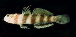 Image of Gorgeous prawn goby