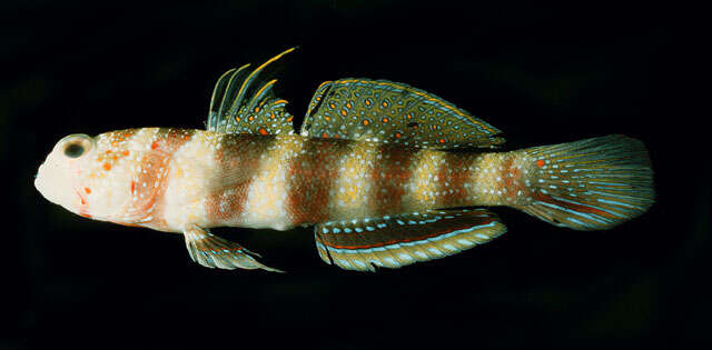 Image of Gorgeous prawn goby