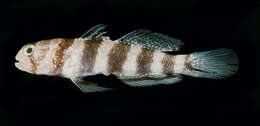 Image of Gorgeous prawn goby