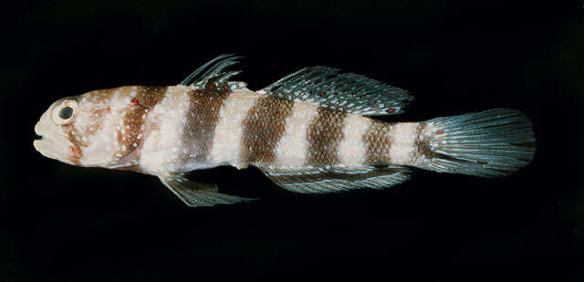 Image of Gorgeous prawn goby