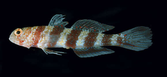 Image of Gorgeous prawn goby