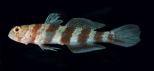 Image of Gorgeous prawn goby