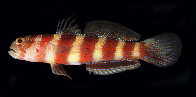 Image of Gorgeous prawn goby