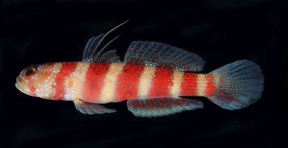 Image of Gorgeous prawn goby