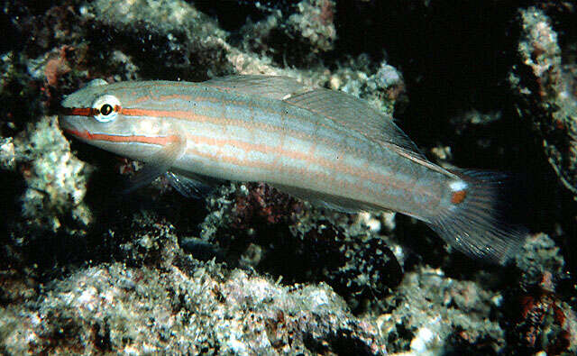 Image of Crosshatch goby