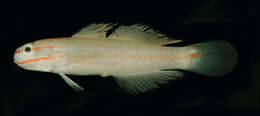 Image of Crosshatch goby