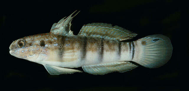 صورة Amblygobius phalaena (Valenciennes 1837)