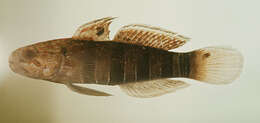 صورة Amblygobius phalaena (Valenciennes 1837)