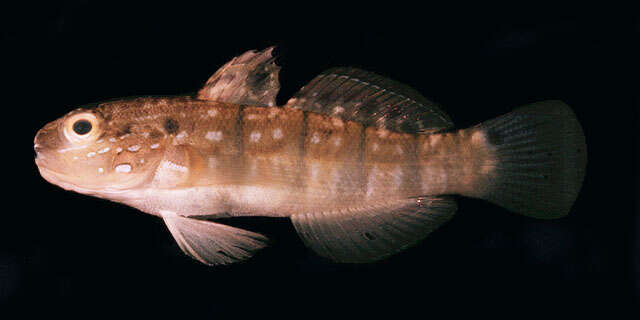 صورة Amblygobius phalaena (Valenciennes 1837)