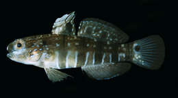 Image of Sphinx goby