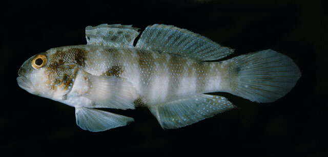 Image of Sphinx goby