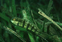 Image of Sphinx goby