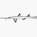 Image de Requin Scie Flutian