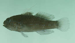 Image of Bluespotted goby