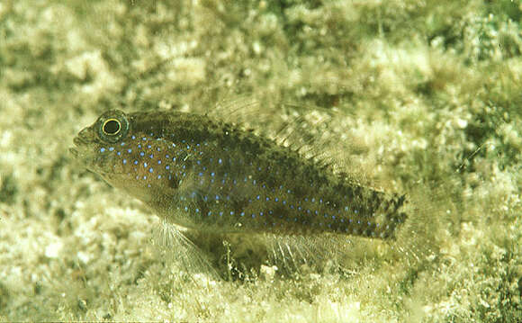 Image of Bluespotted goby