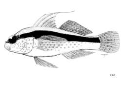 Image of Bluespotted goby