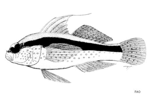 Image of Bluespotted goby