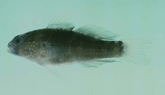 Image of Bluespotted goby