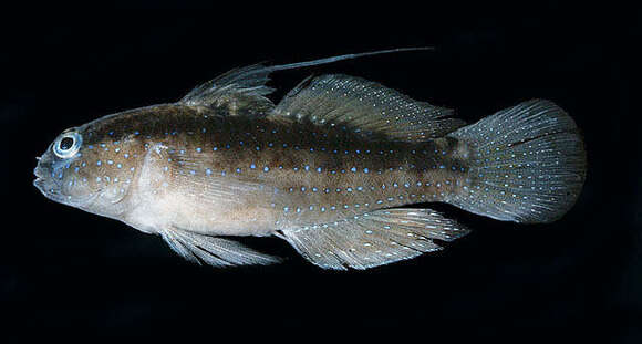 Image of Bluespotted goby