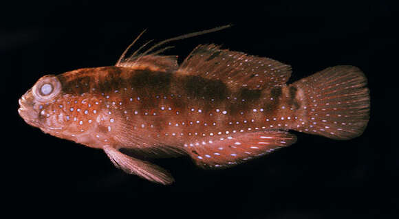 Image of Bluespotted goby