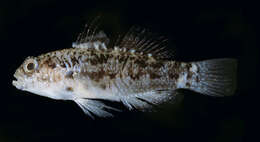 Image of Bluespotted goby