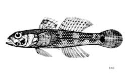 صورة Bathygobius fuscus (Rüppell 1830)