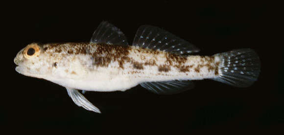 Image of Cocos frill-goby