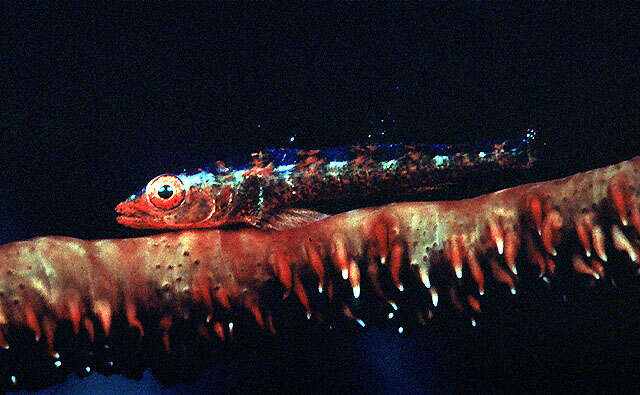 Image of Erythrops goby