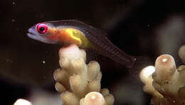 Image of Hovering whipgoby