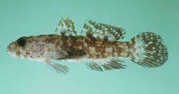 Image of Ostrich goby