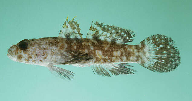 Image of Ostrich goby