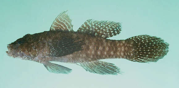 Image of Ostrich goby